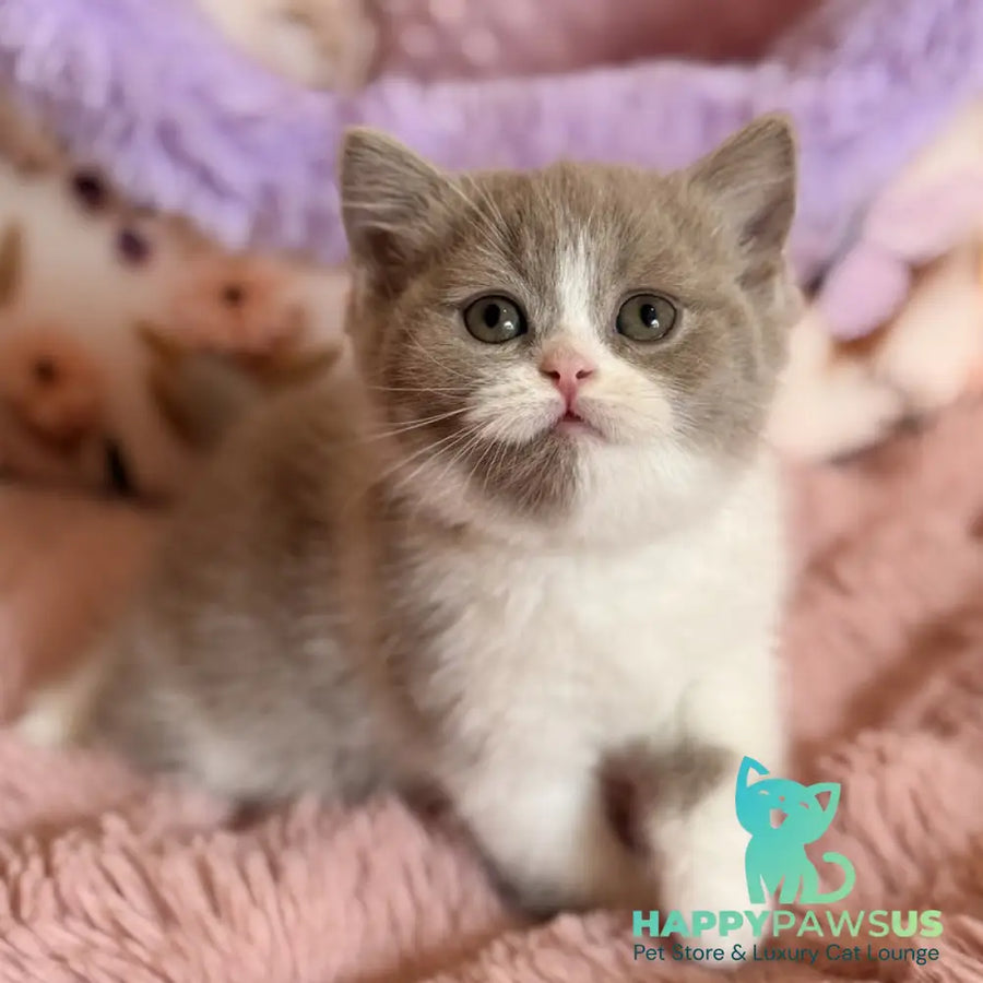 Pamela Scottish Straight female lilac bicolour - live animals
