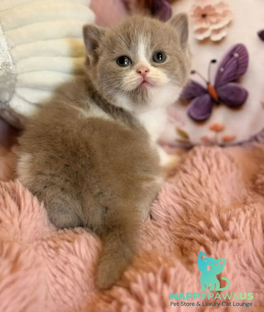 Pamela Scottish Straight female lilac bicolour - live animals
