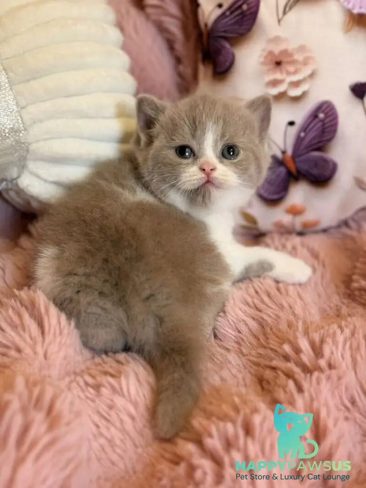 Pamela Scottish Straight female lilac bicolour - live animals