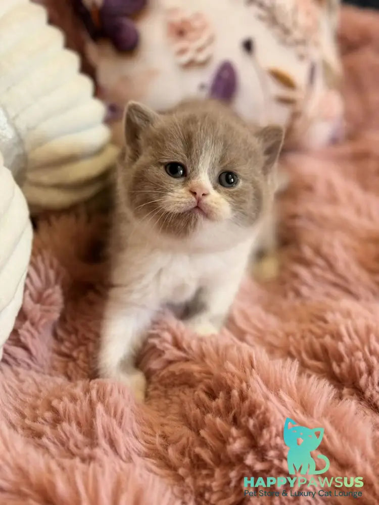 Pamela Scottish Straight female lilac bicolour - live animals