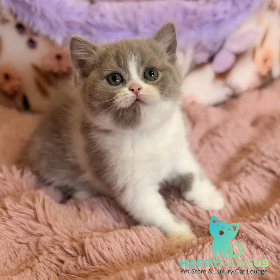 Pamela Scottish Straight female lilac bicolour - live animals