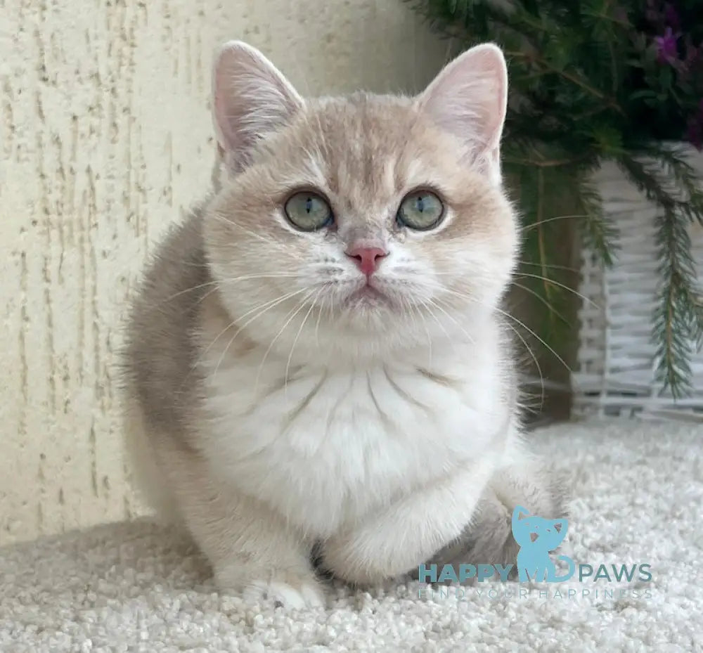 Pamella British Shorthair female blue golden chinchilla live animals