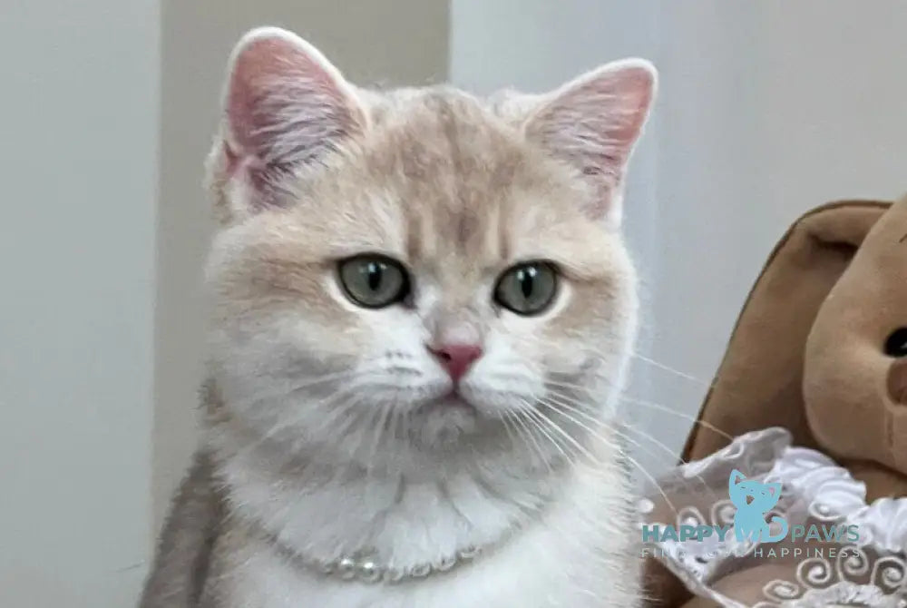 Pamella British Shorthair female blue golden chinchilla live animals