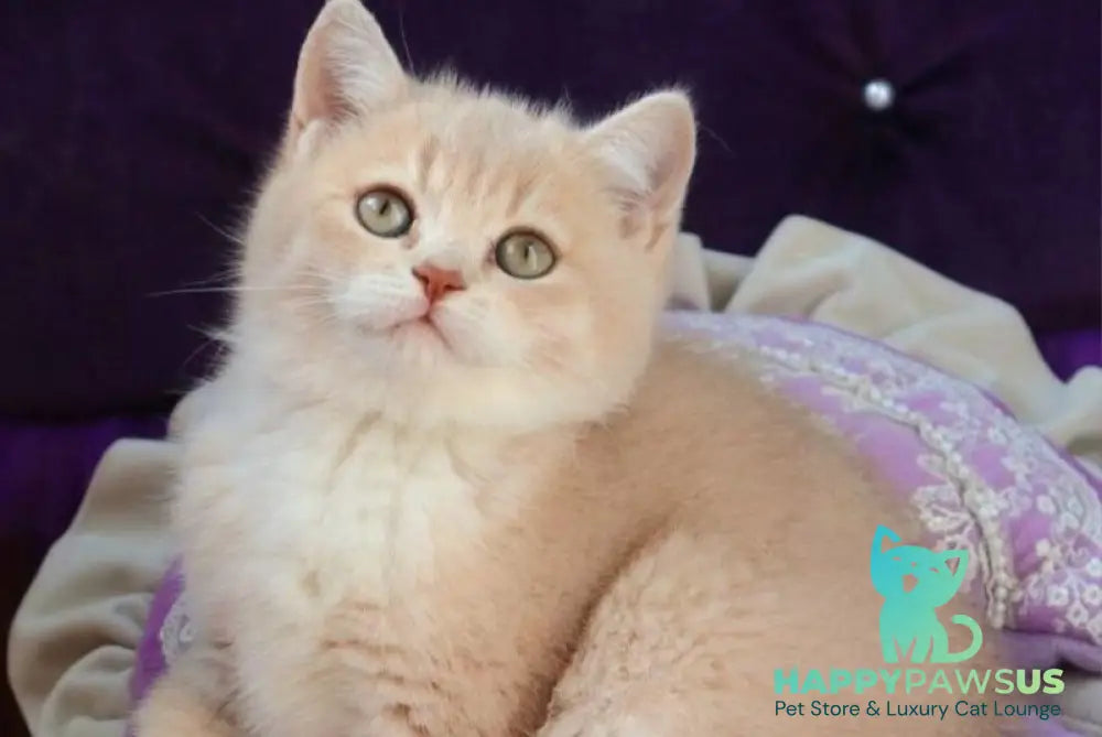 Pamella British Shorthair female fawn golden shaded bicolour - live animals