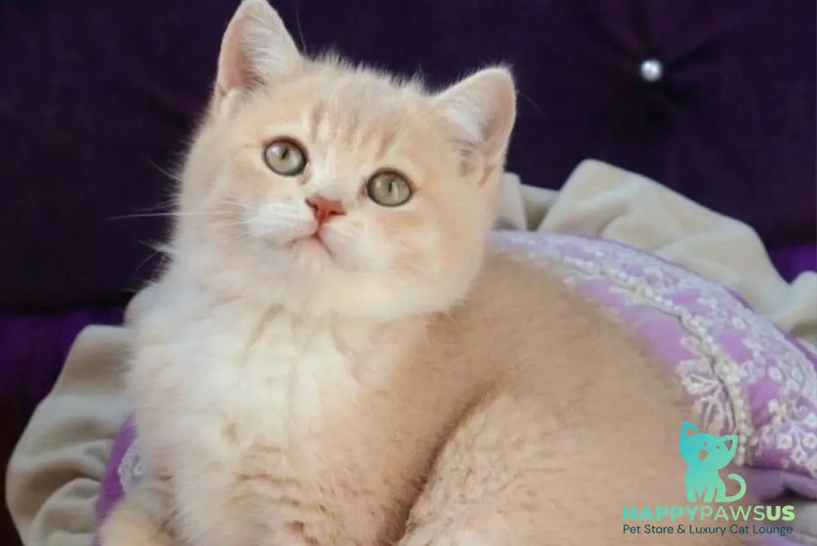 Pamella British Shorthair female fawn golden shaded bicolour - live animals