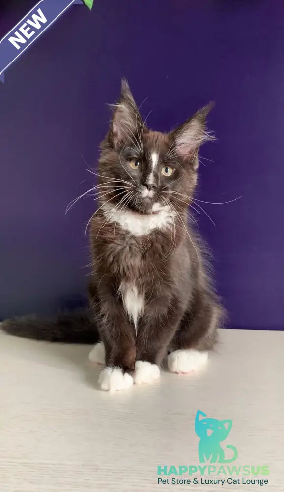 Pamir Maine Coon male black bicolour - live animals