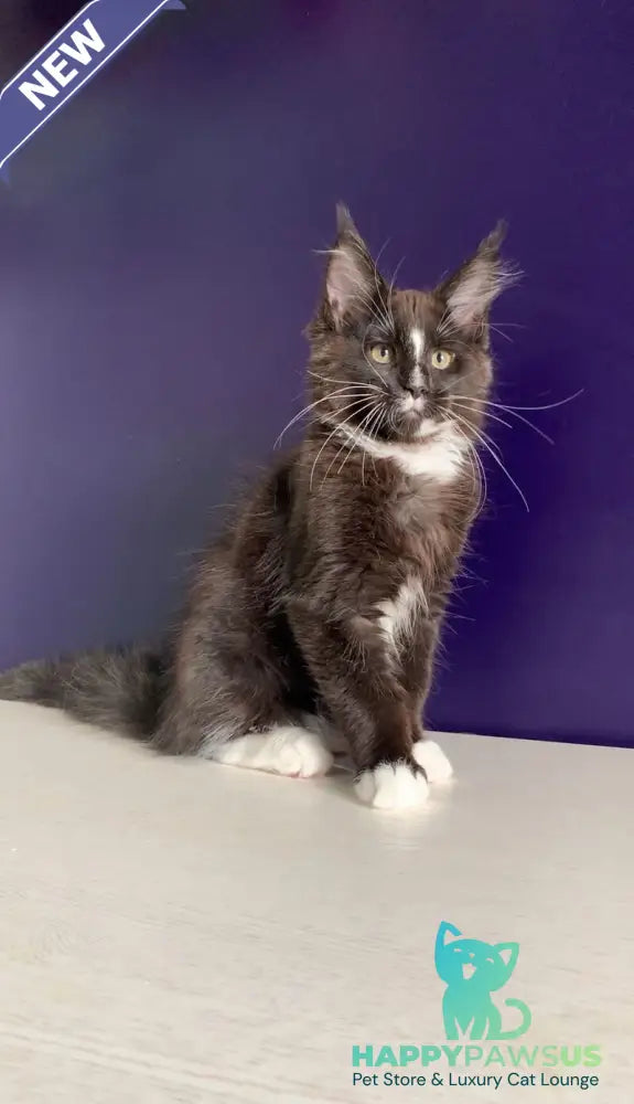 Pamir Maine Coon male black bicolour - live animals
