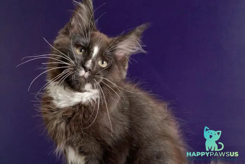 Pamir Maine Coon male black bicolour - live animals