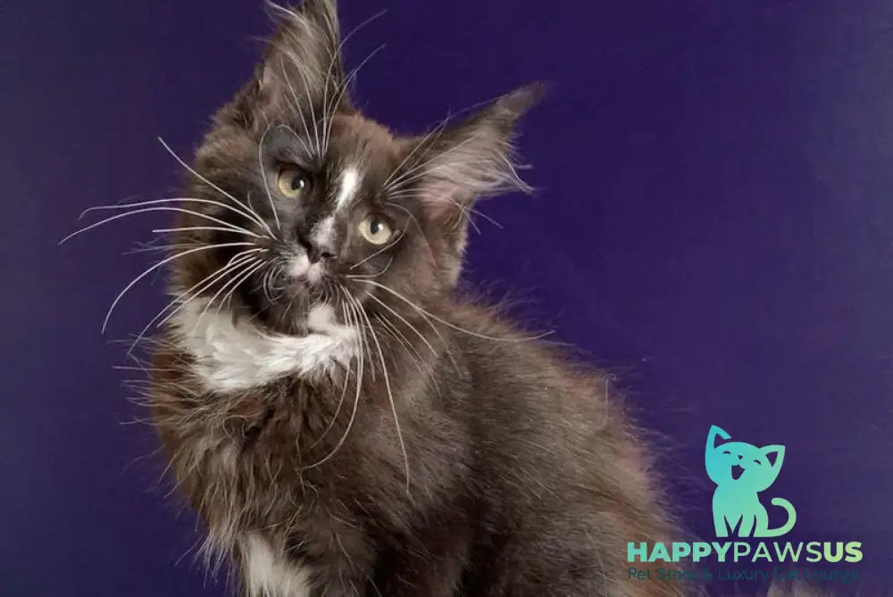 Pamir Maine Coon male black bicolour - live animals