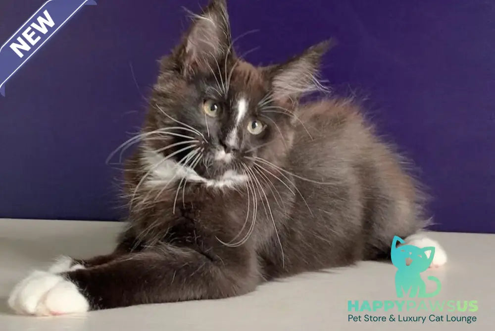 Pamir Maine Coon male black bicolour - live animals
