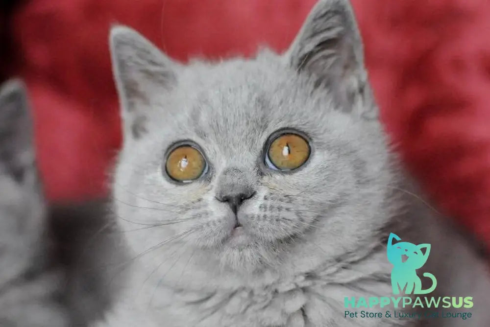 Panda British Shorthair female blue live animals