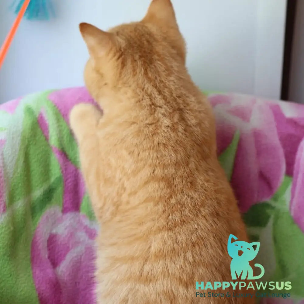 Pandora British Shorthair female red - live animals