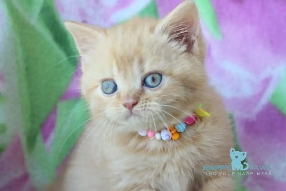 Pandora British Shorthair female red - live animals