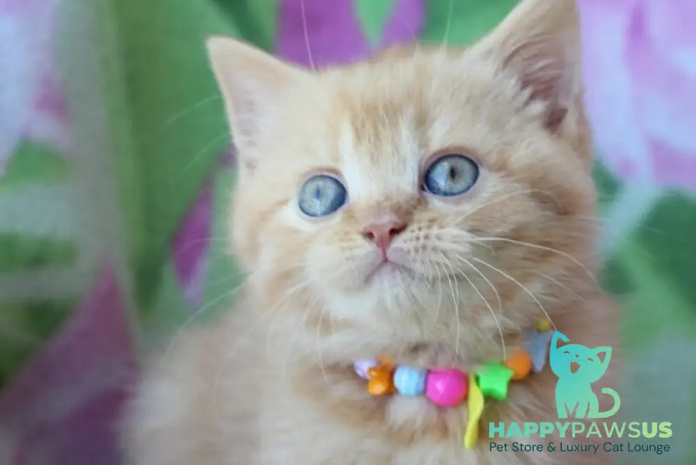 Pandora British Shorthair female red - live animals