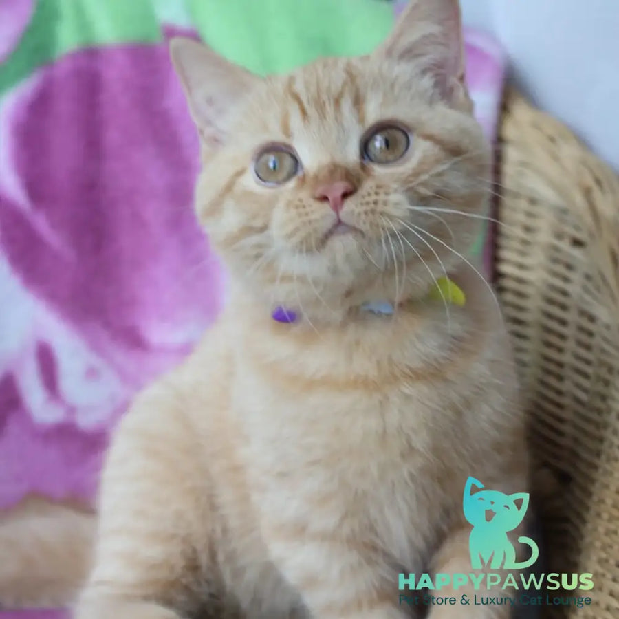 Pandora British Shorthair female red - live animals