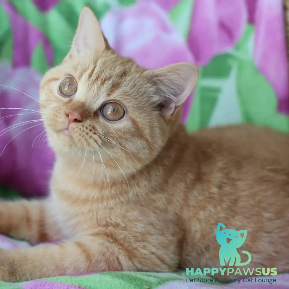 Pandora British Shorthair female red - live animals