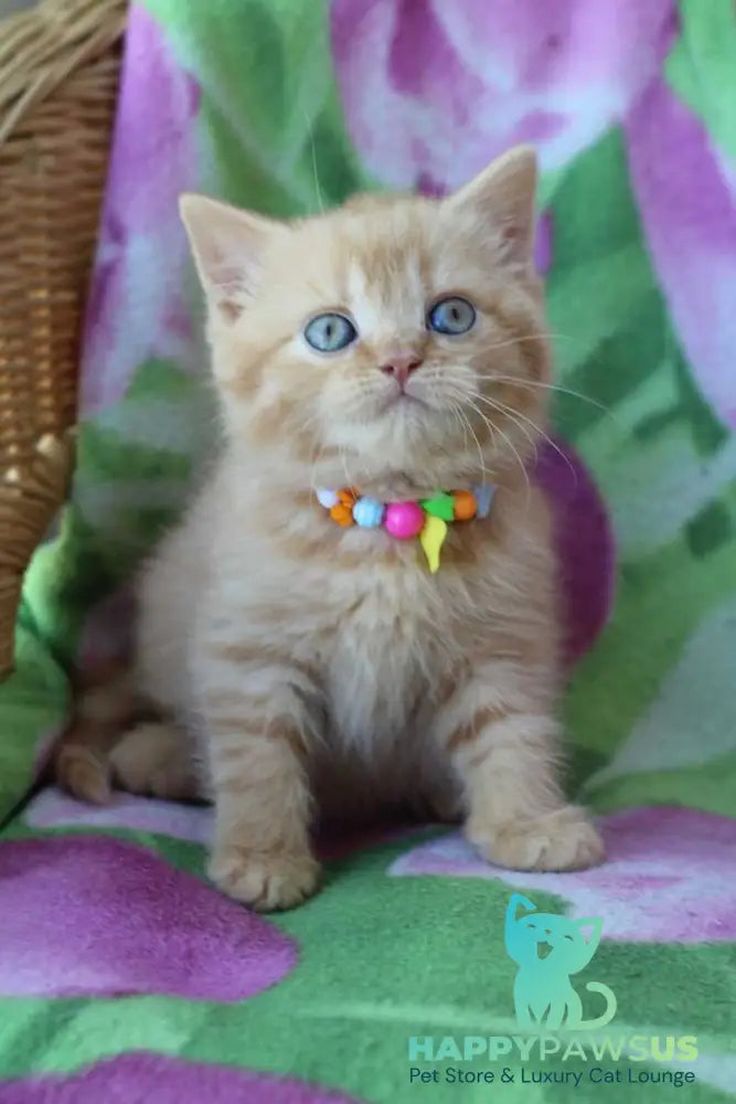 Pandora British Shorthair female red - live animals