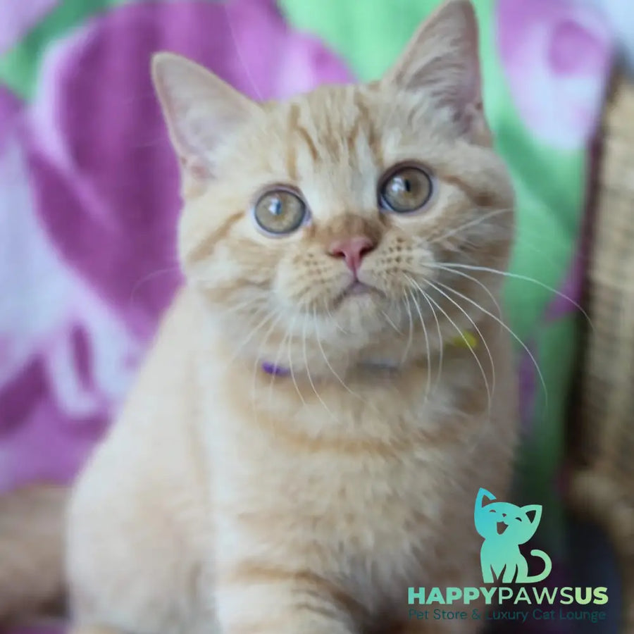 Pandora British Shorthair female red - live animals