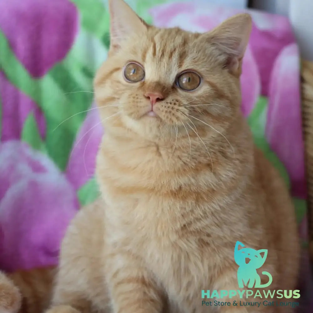 Pandora British Shorthair female red - live animals