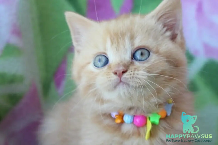 Pandora British Shorthair female red - live animals
