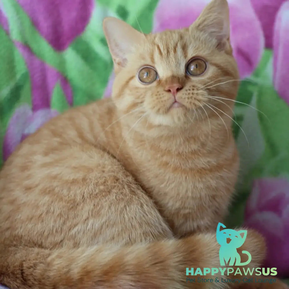 Pandora British Shorthair female red - live animals