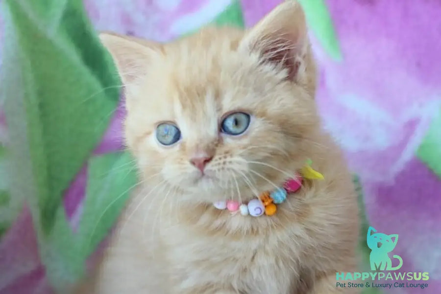 Pandora British Shorthair female red - live animals