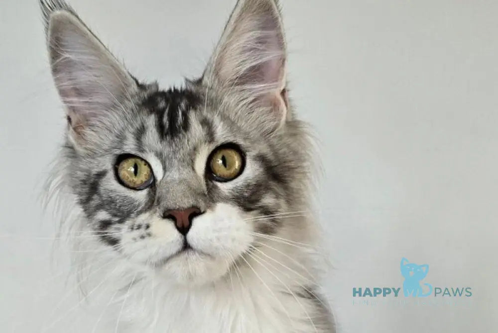 Pandora Maine Coon female black silver tabby bicolour live animals