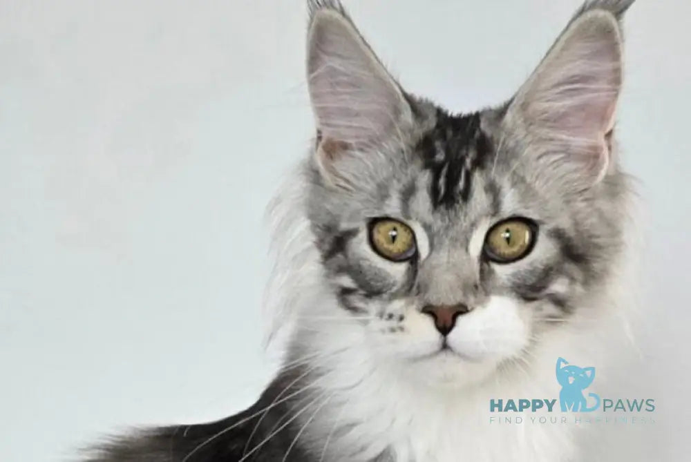 Pandora Maine Coon female black silver tabby bicolour live animals