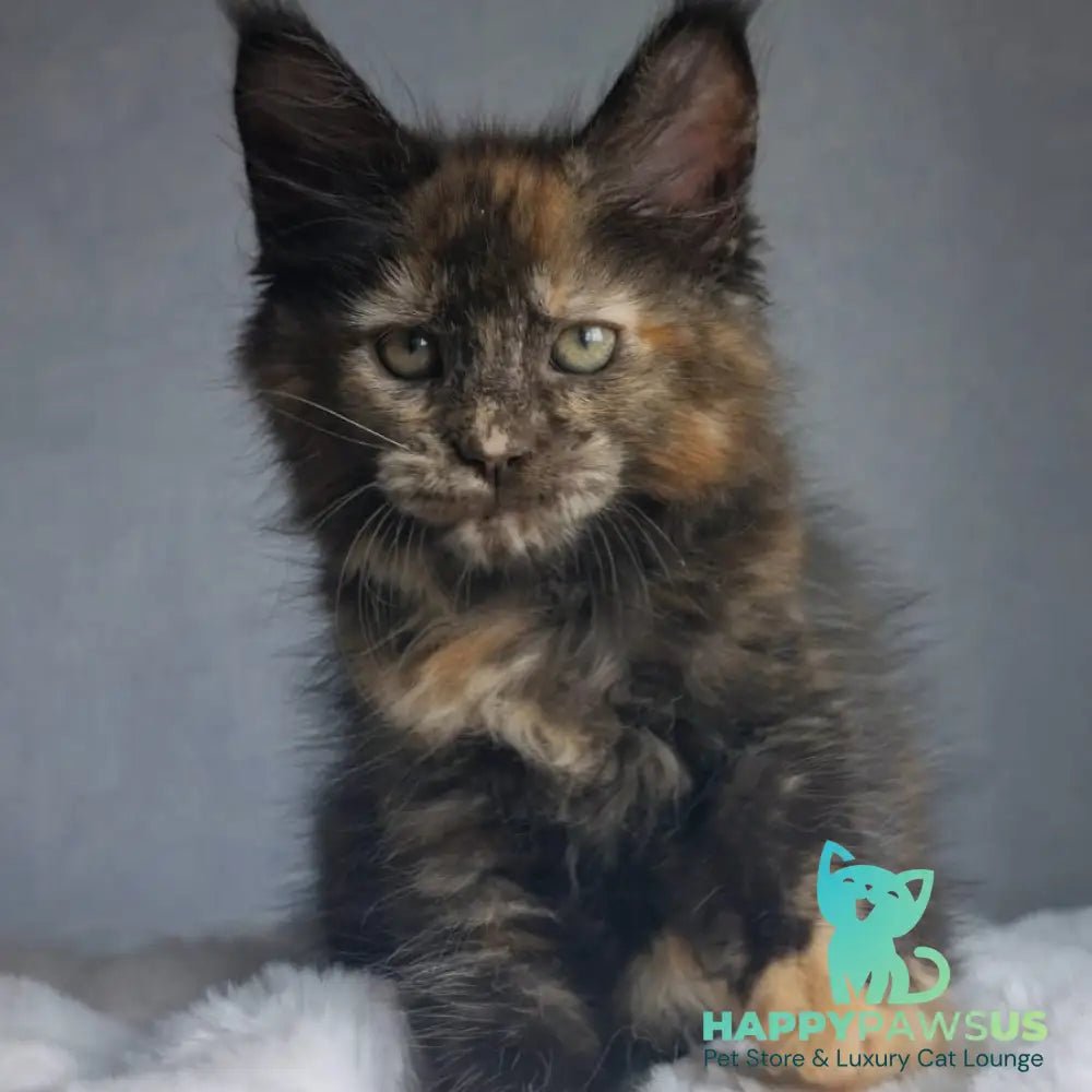 Pandora Maine Coon female black tortie - live animals