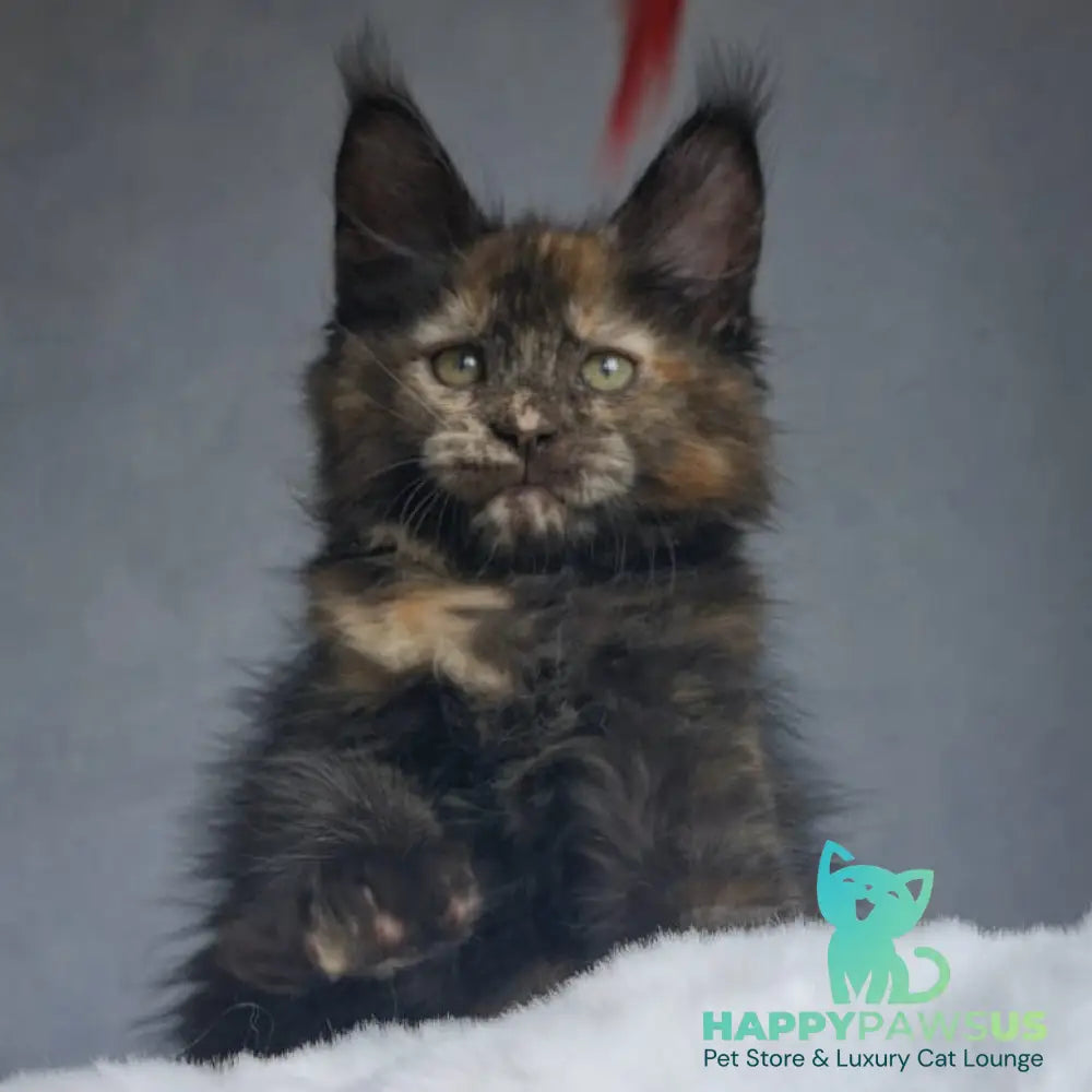 Pandora Maine Coon female black tortie - live animals