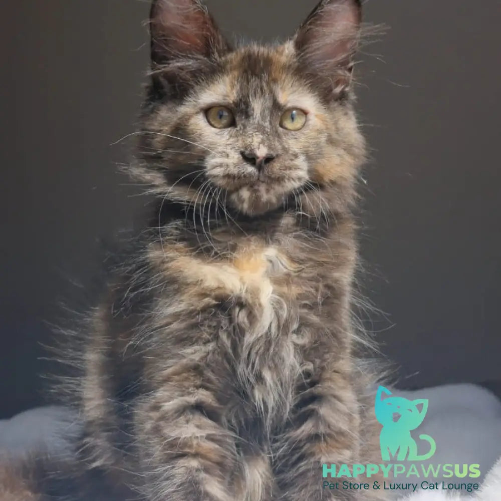 Pandora Maine Coon female black tortie - live animals