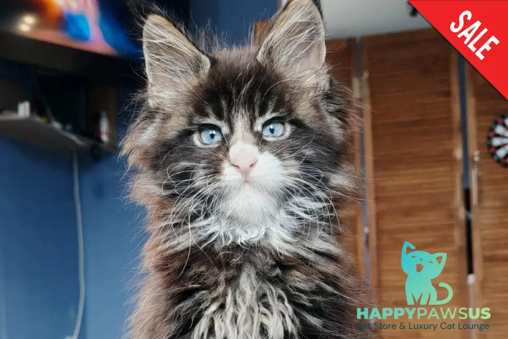 Pandora Maine Coon polydactyl female black tabby with white - live animals