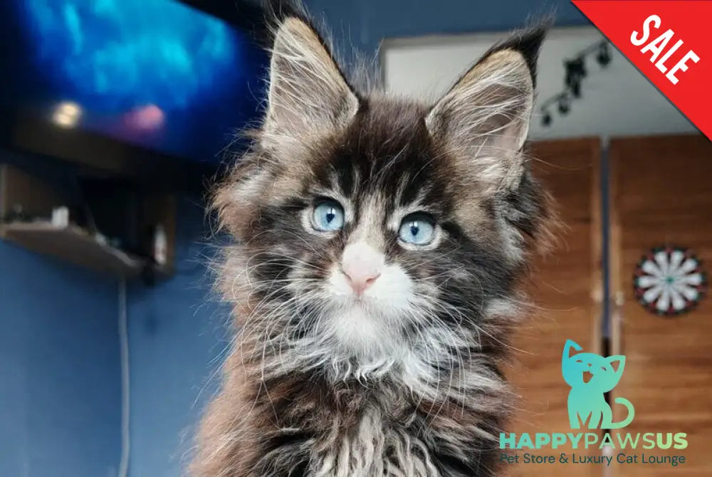 Pandora Maine Coon polydactyl female black tabby with white - live animals