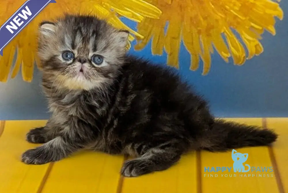 Pandora Persian female black tabby live animals
