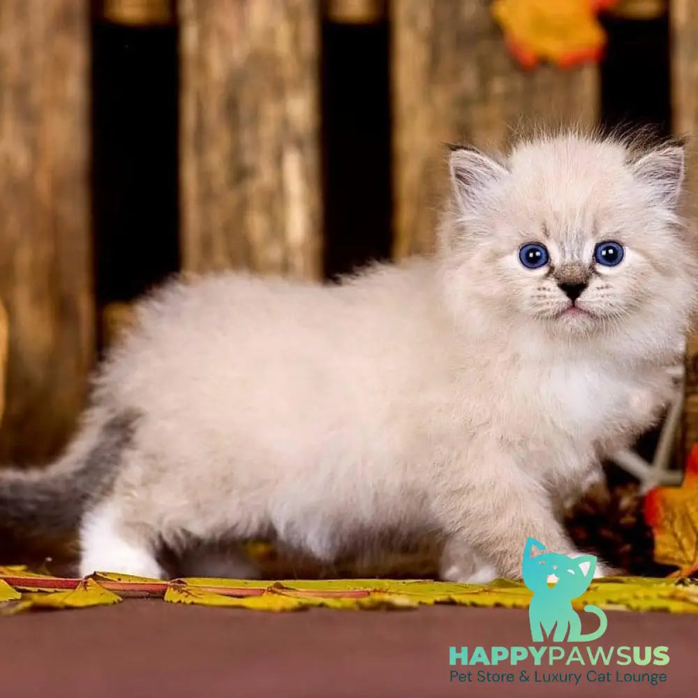 Pandora Siberian female black with white tabby pointed - live animals