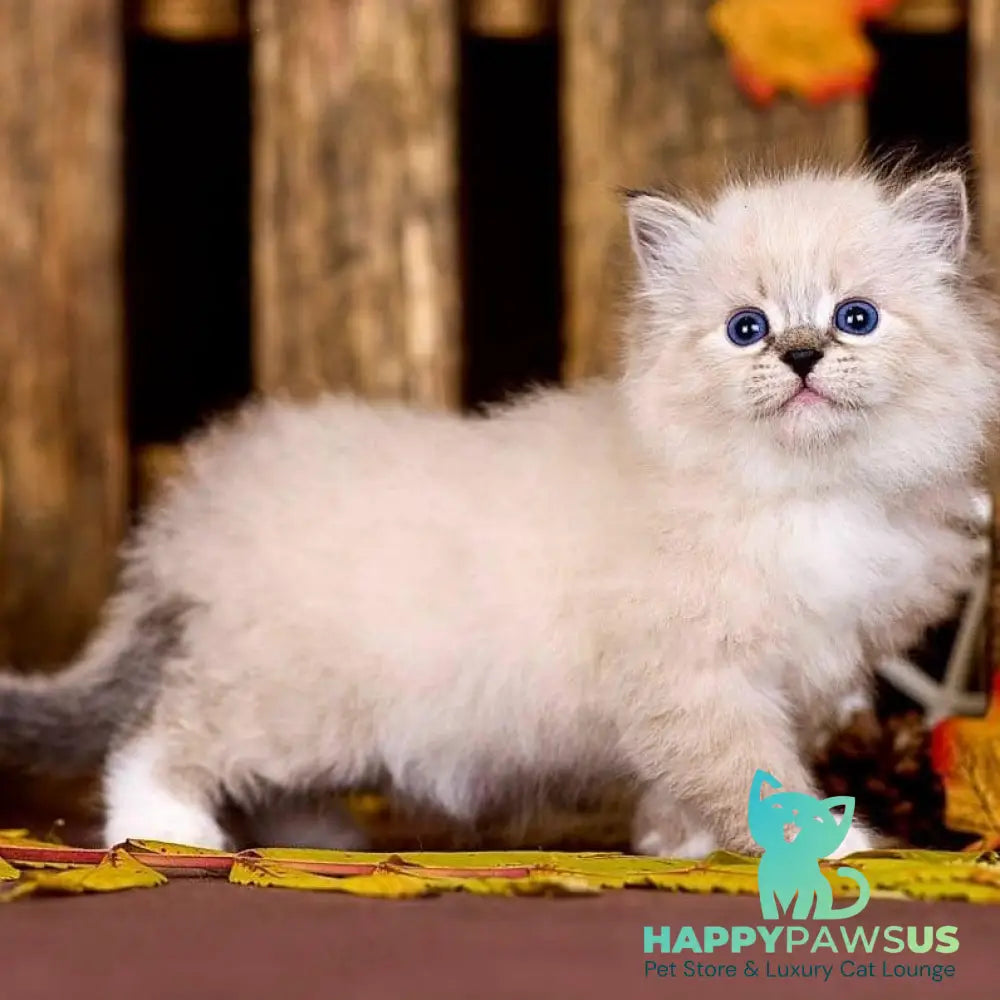 Pandora Siberian female black with white tabby pointed - live animals
