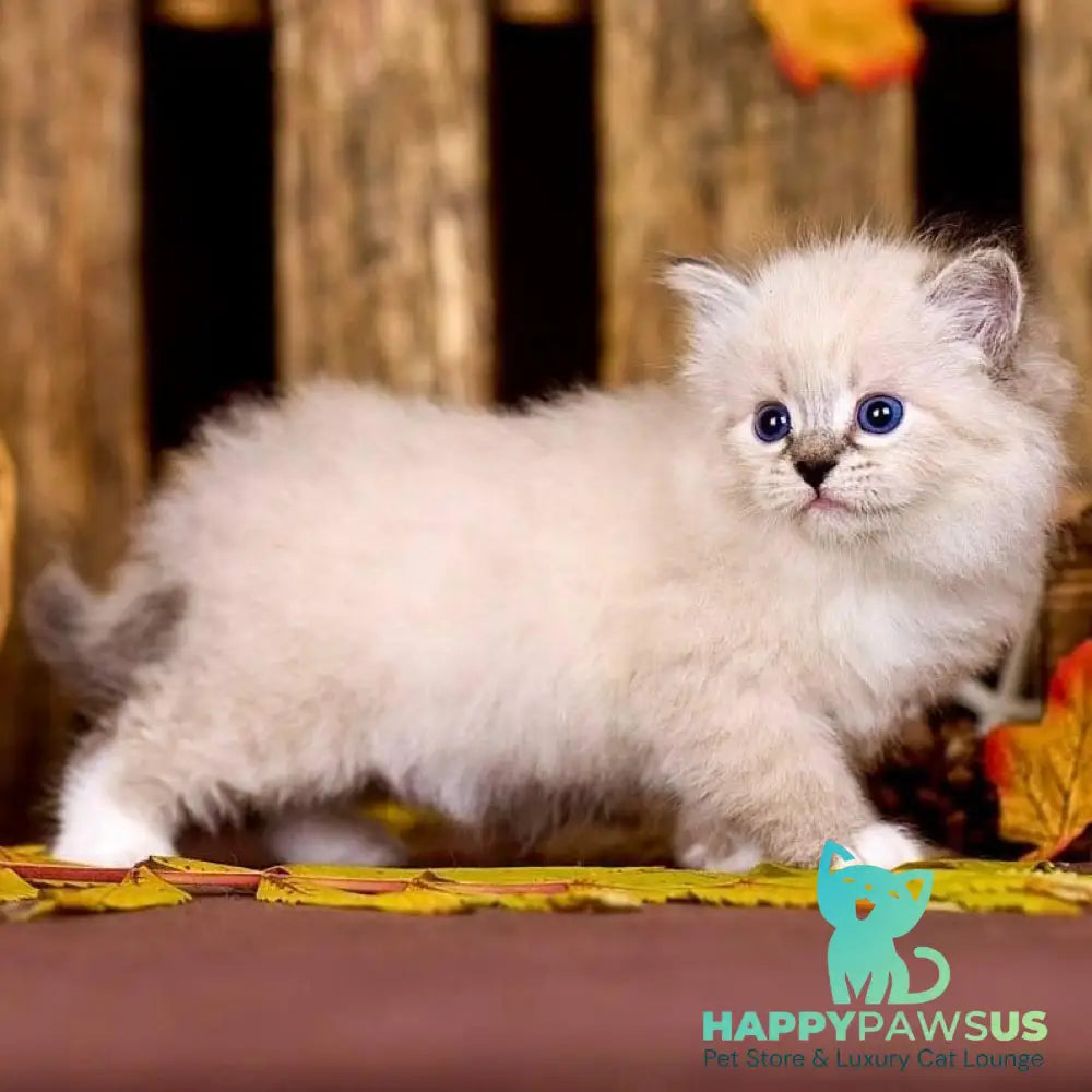 Pandora Siberian female black with white tabby pointed - live animals