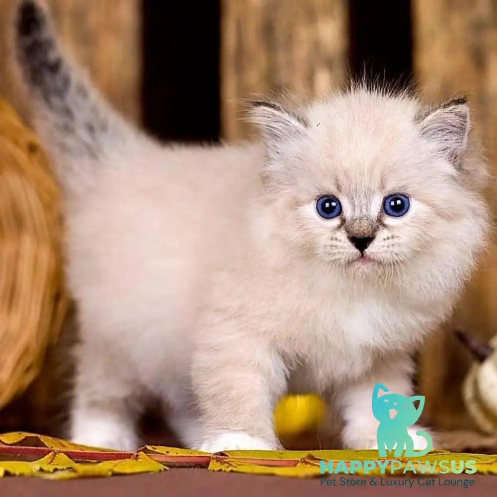 Pandora Siberian female black with white tabby pointed - live animals