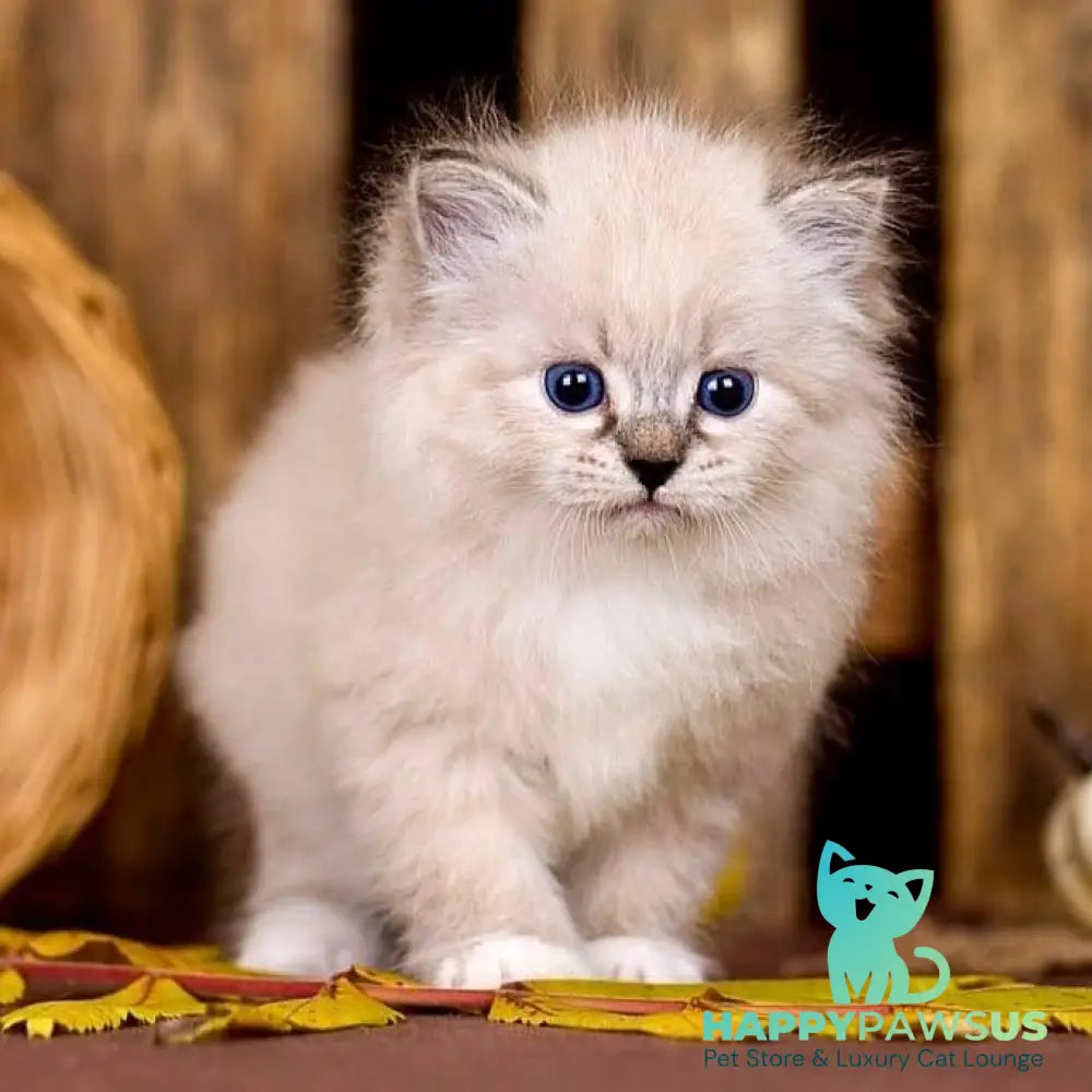 Pandora Siberian female black with white tabby pointed - live animals