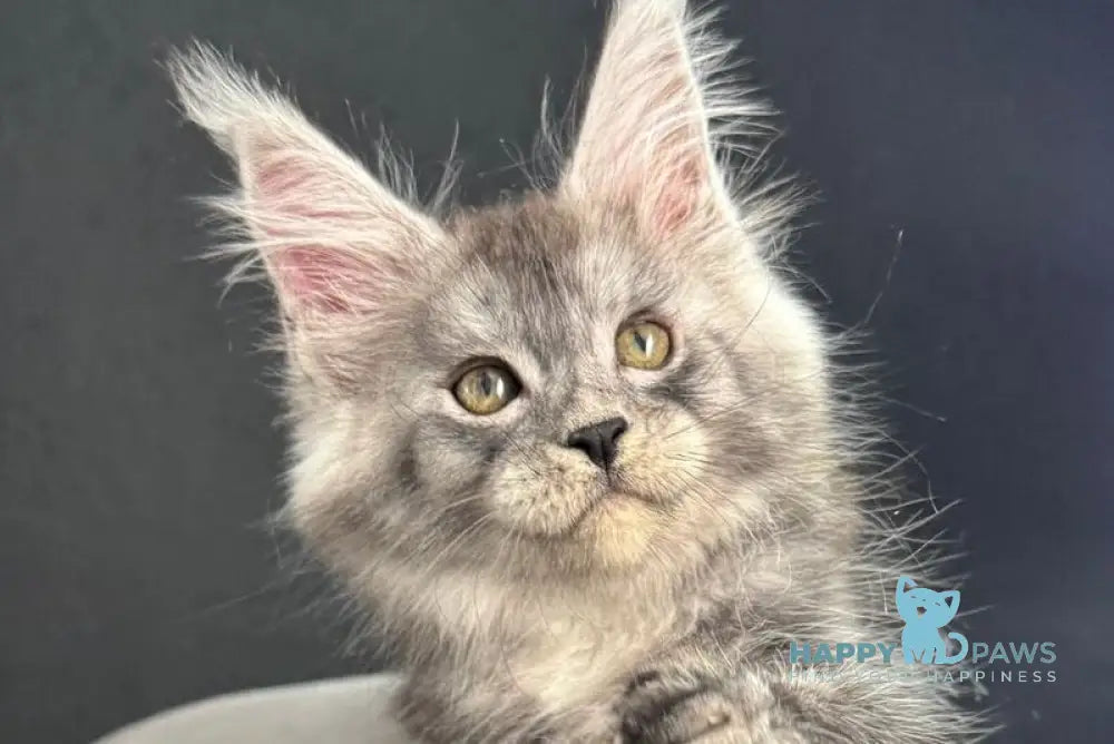 Pannda Maine Coon female black silver live animals