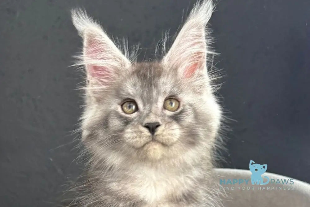 Pannda Maine Coon female black silver live animals