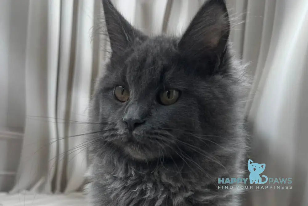 Paola Maine Coon female blue silver live animals