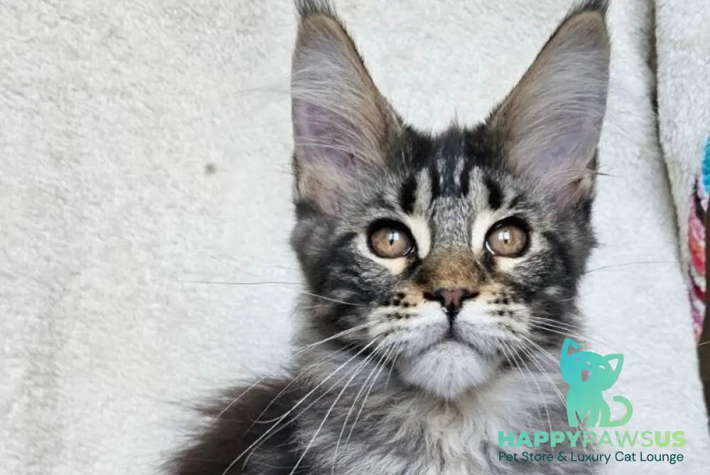 Paprika Maine Coon female black tabby live animals