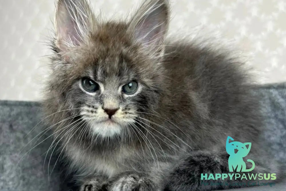 Paradise Maine Coon male blue tabby - live animals