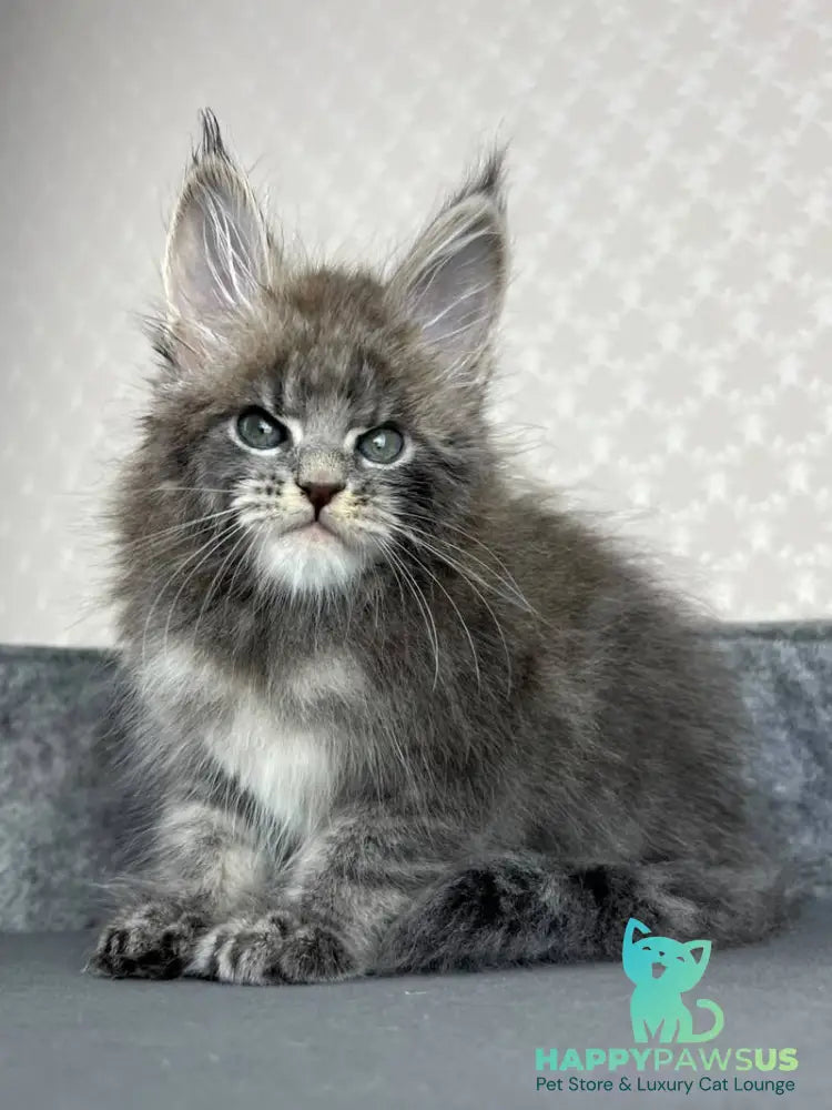 Paradise Maine Coon male blue tabby - live animals