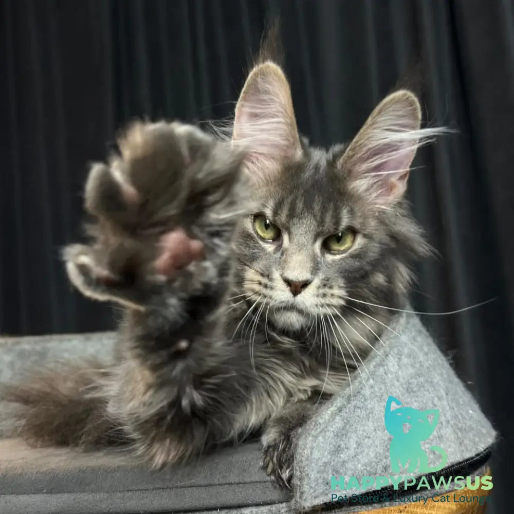 Paradise Maine Coon male blue tabby - live animals