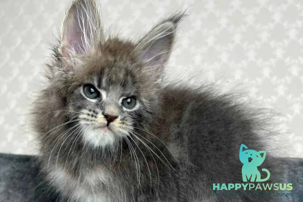 Paradise Maine Coon male blue tabby - live animals