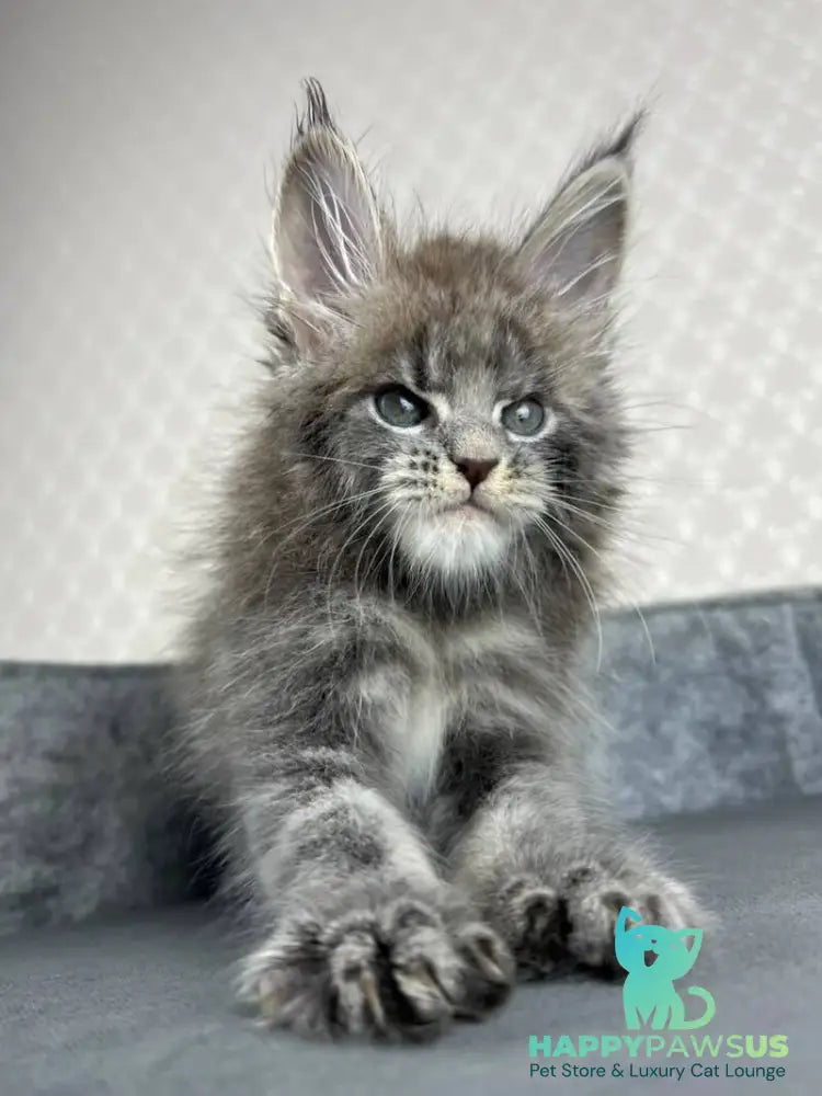 Paradise Maine Coon male blue tabby - live animals