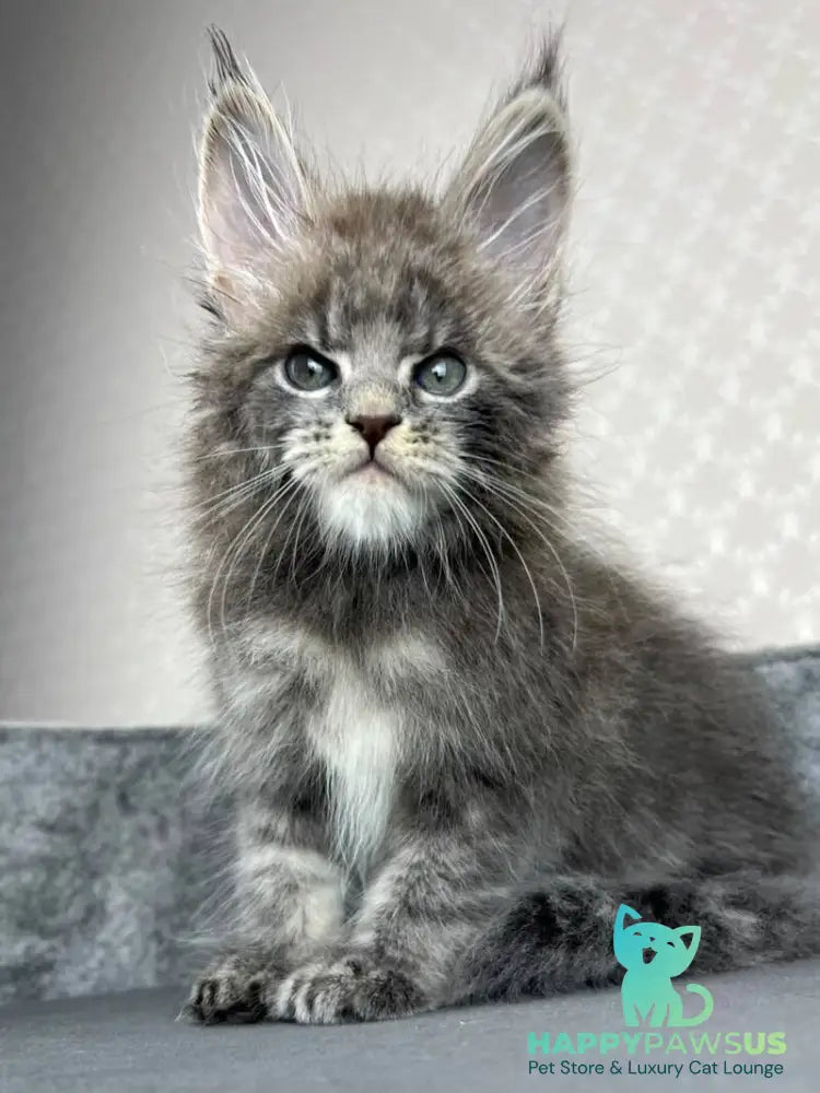 Paradise Maine Coon male blue tabby - live animals