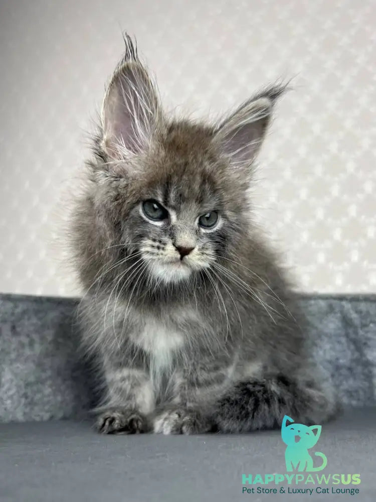 Paradise Maine Coon male blue tabby - live animals